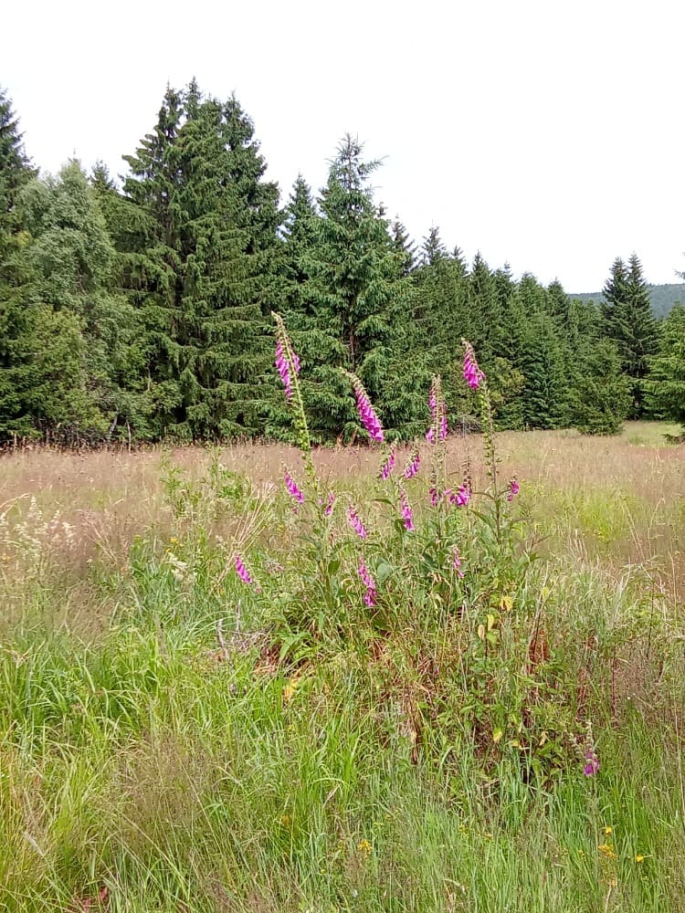 Obchod pro zvířata České Budějovice