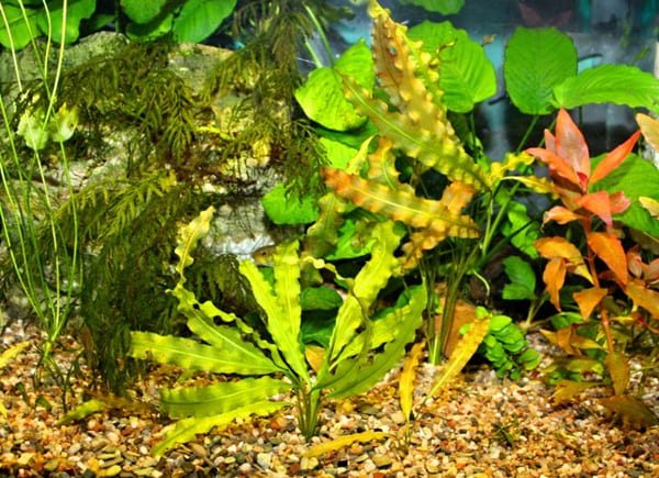 Akvaristika České Budějovice