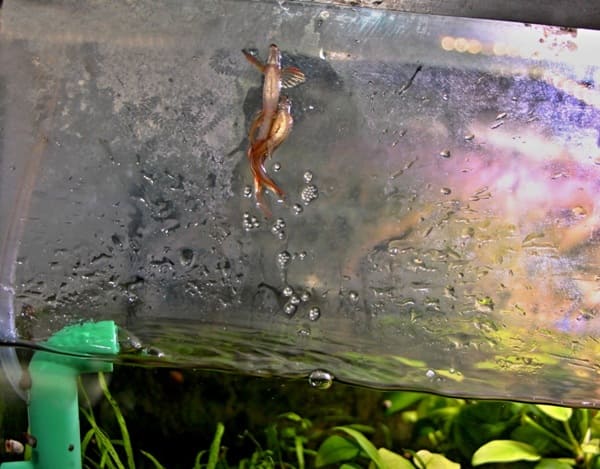 Akvaristika České Budějovice
