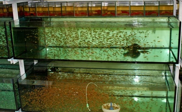 Akvaristika České Budějovice