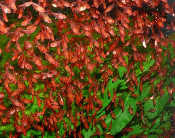 Akvaristika České Budějovice