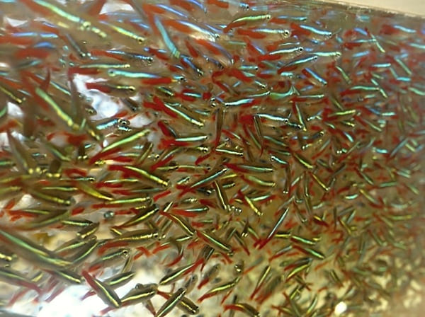 Akvaristika České Budějovice