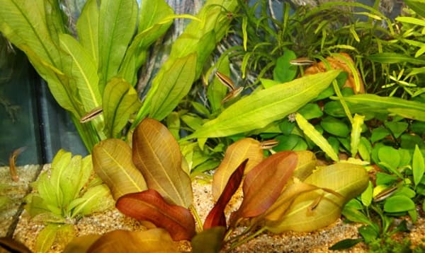 Akvaristika České Budějovice