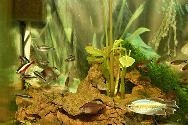 Akvaristika České Budějovice