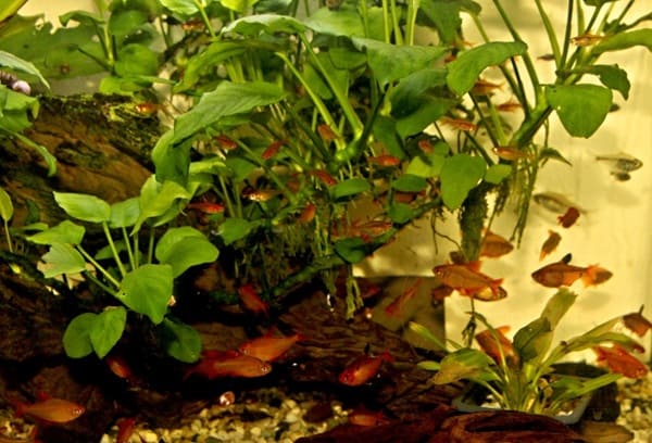 Akvaristika České Budějovice