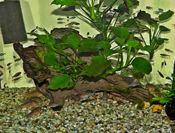 Akvaristika České Budějovice