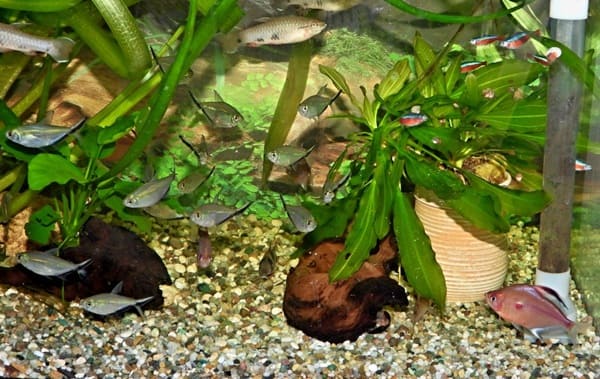 Akvaristika České Budějovice