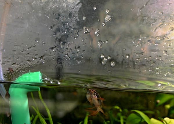 Akvaristika České Budějovice