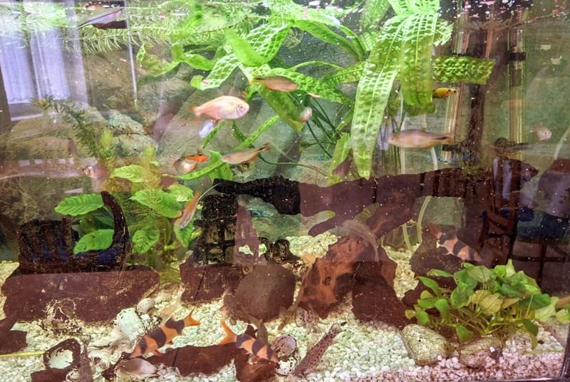 Akvaristika České Budějovice