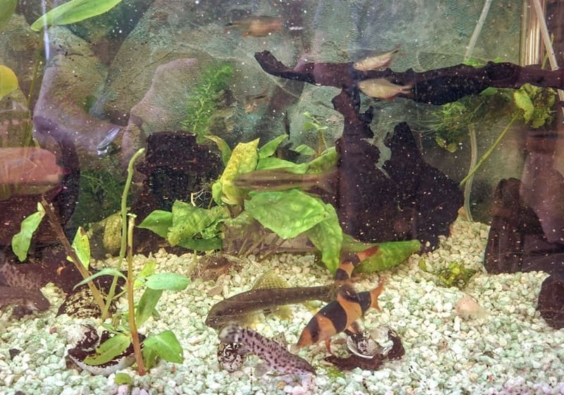 Akvaristika České Budějovice
