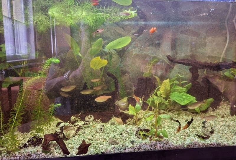 Akvaristika České Budějovice
