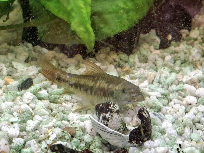 Akvaristika České Budějovice
